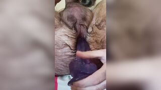 Hairy solo anal training with purple dildo